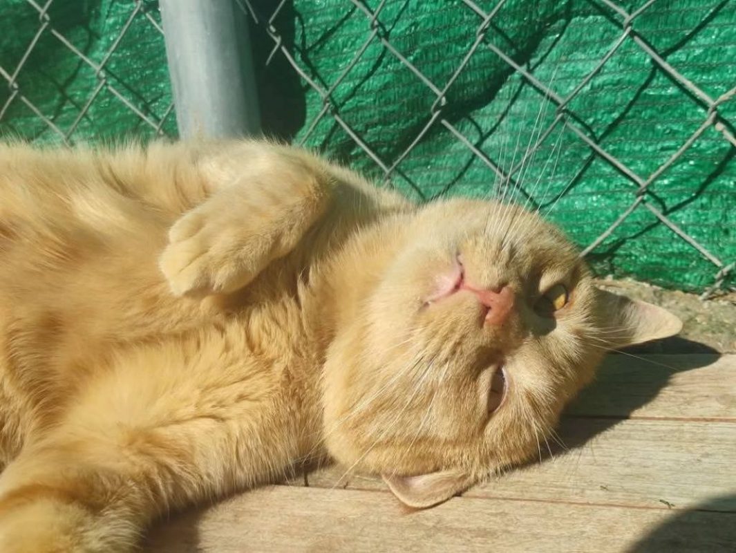 Garfield - Chat à adopter - photo 6