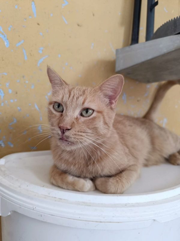 Garfield - Chat à adopter