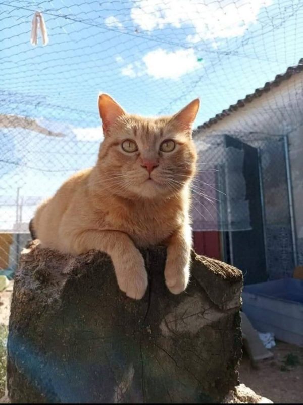 Garfield - Chat à adopter - photo 7