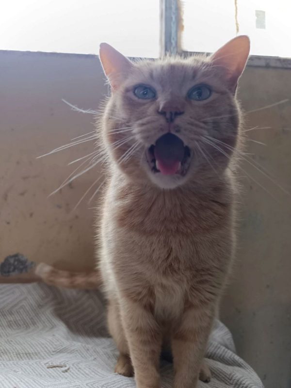 Garfield - Chat à adopter - photo 8