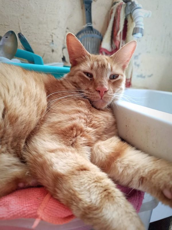Dali - Chat à adopter - photo 5