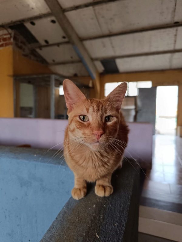 Dali - Chat à adopter - photo 6