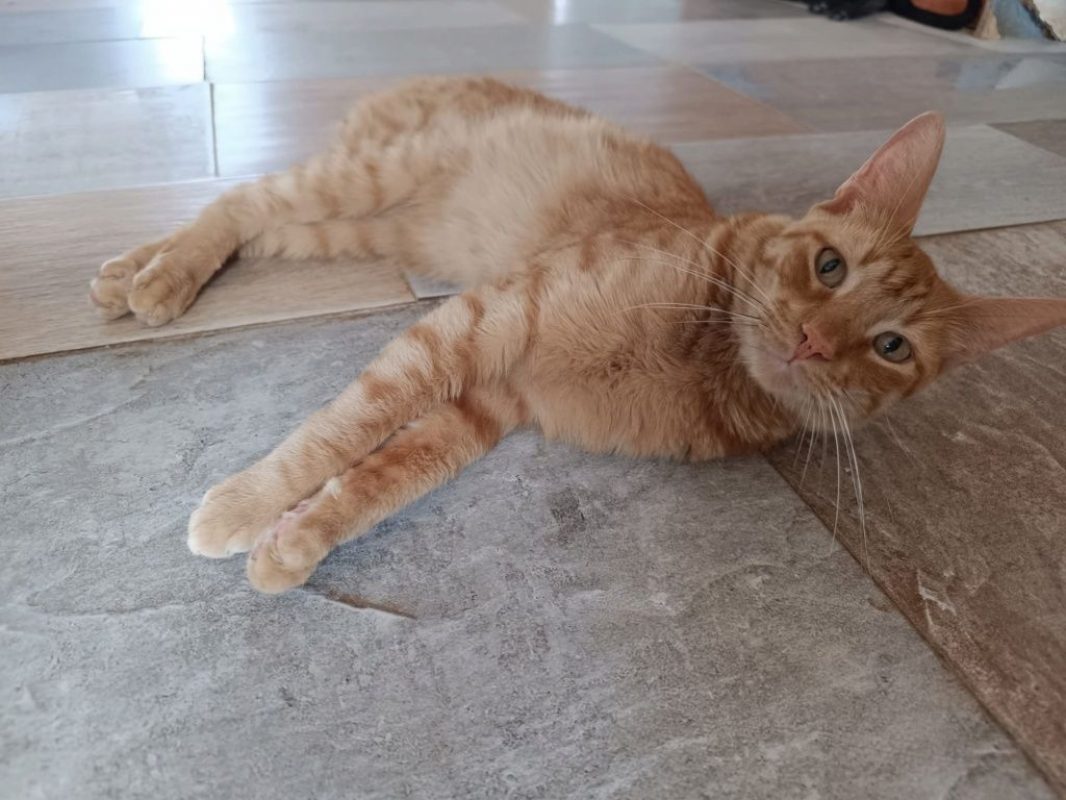 Dali - Chat à adopter - photo 3