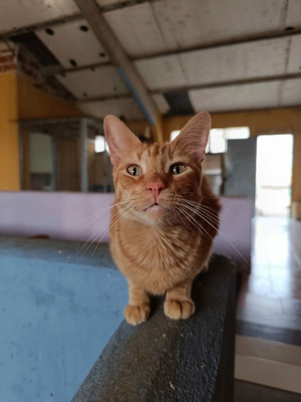 Dali - Chat à adopter - photo 4