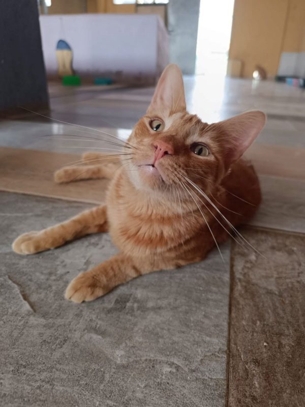 Dali - Chat à adopter