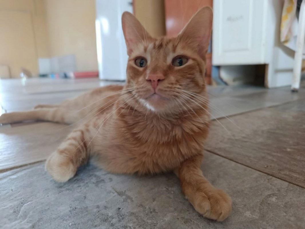 Dali - Chat à adopter - photo 2