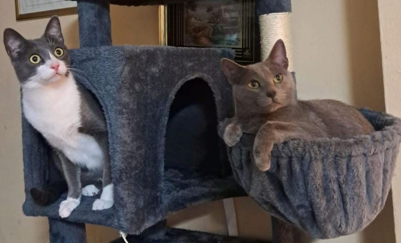 Pumita et Pavarotti - Chat à adopter