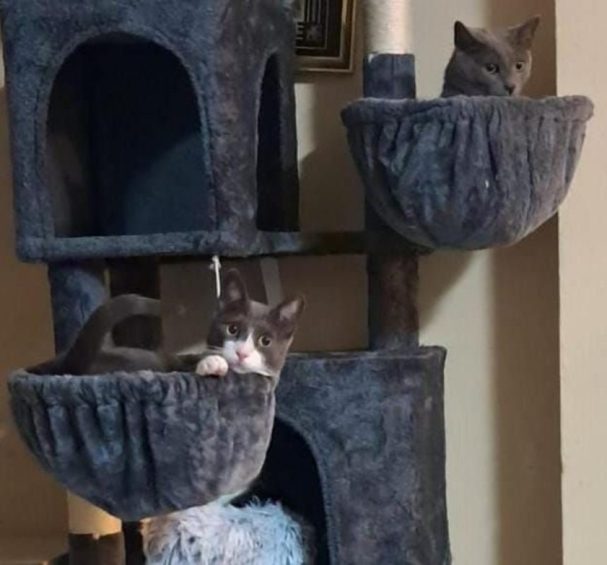 Pumita et Pavarotti - Chat à adopter - photo 2