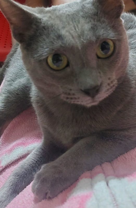 Pumita et Pavarotti - Chat à adopter - photo 4