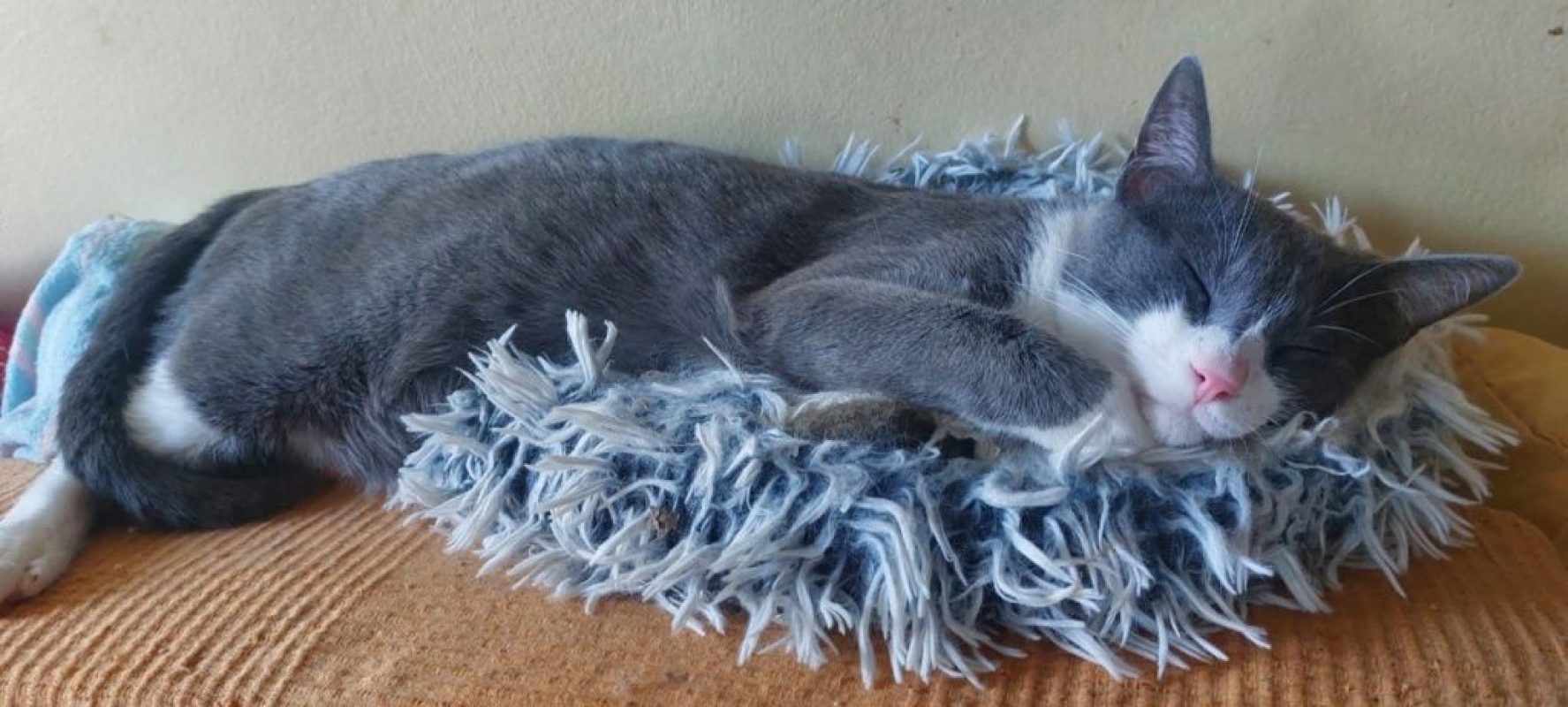Pumita et Pavarotti - Chat à adopter - photo 3