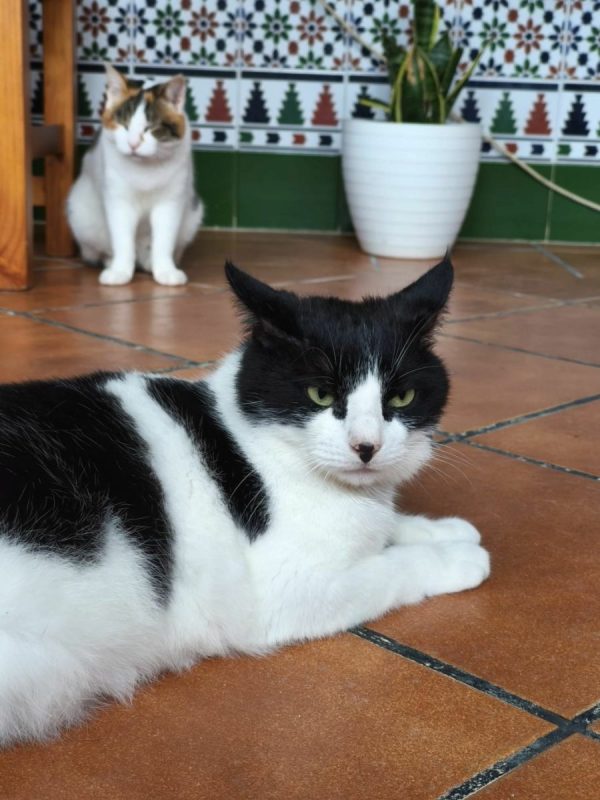 Gordo - Chat à adopter