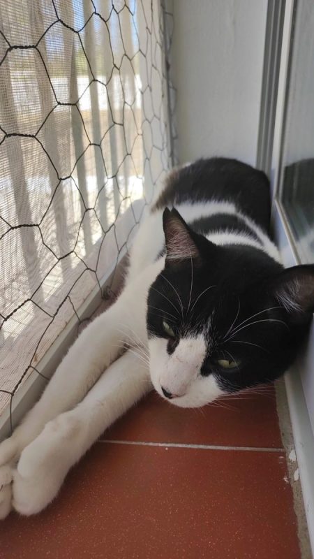 Gordo - Chat à adopter - photo 2