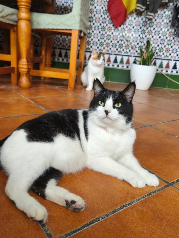 Gordo - Chat à adopter - photo 3