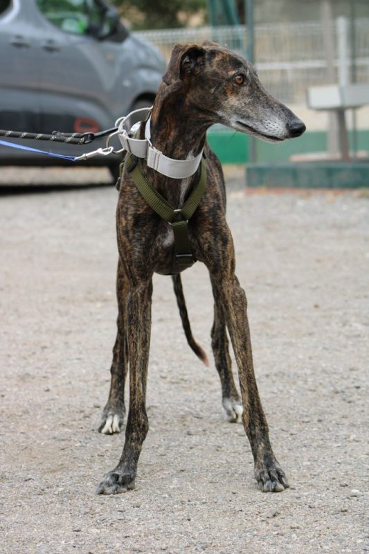 CHENCHO - Chien Galgo à adopter - photo 3