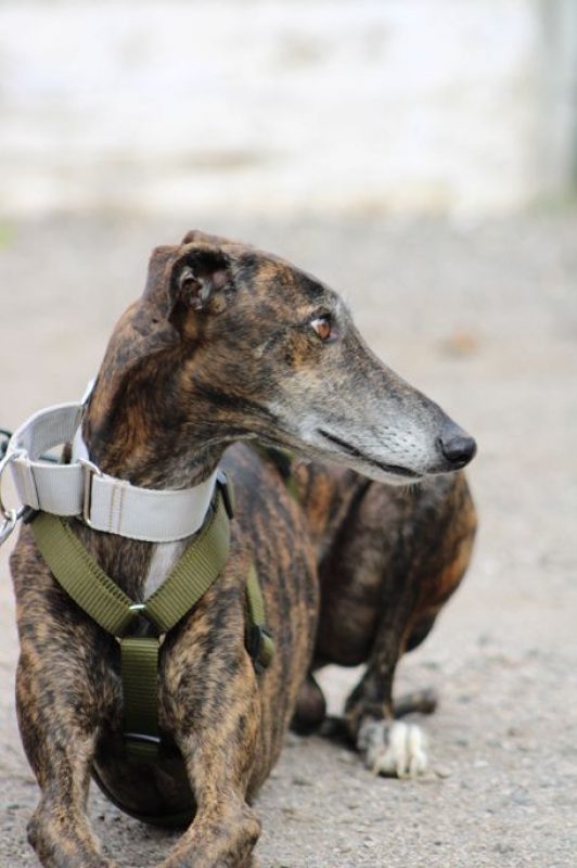 CHENCHO - Chien Galgo à adopter - photo 4