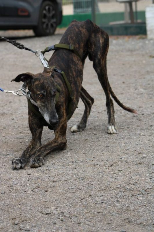 CHENCHO - Chien Galgo à adopter - photo 2