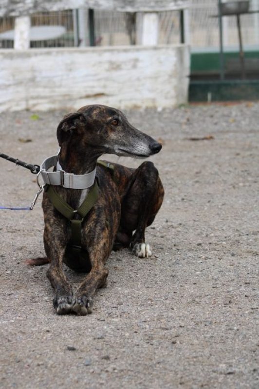 CHENCHO - Chien Galgo à adopter - photo 5