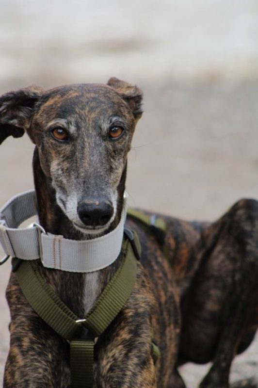 CHENCHO - Chien Galgo à adopter