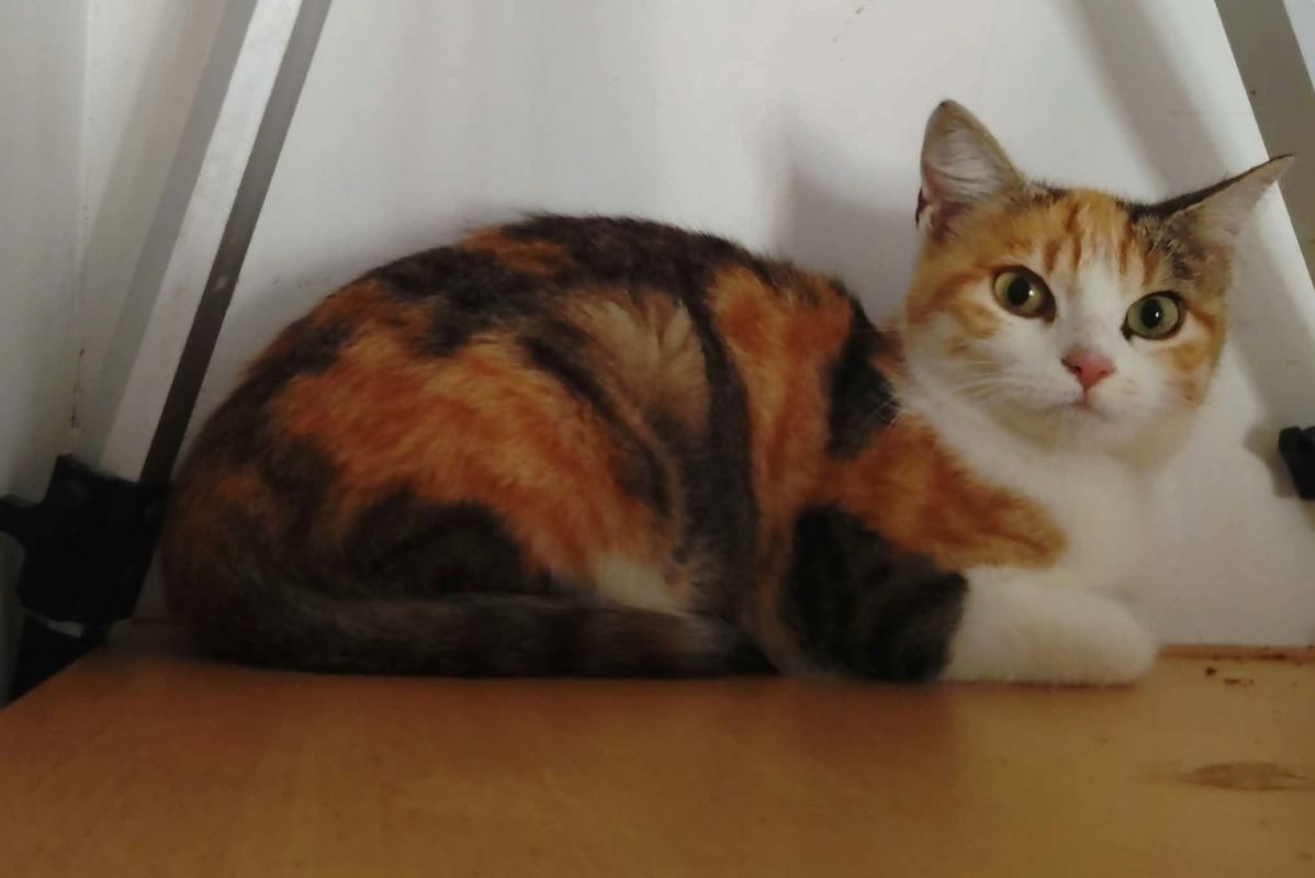 Aurore - Chat Européen à adopter