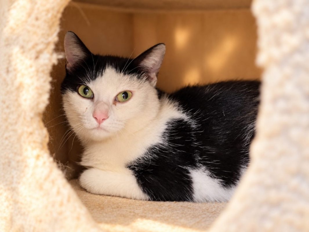 Bahia - Chat Européen à adopter