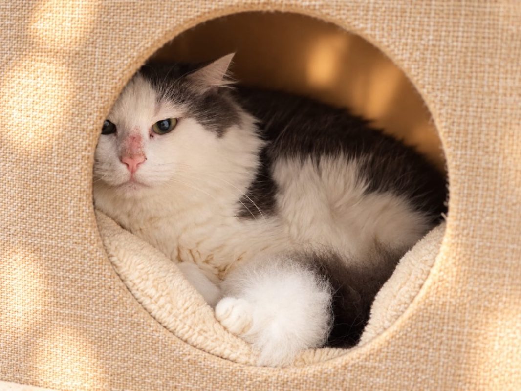 Lorax - Chat Européen à adopter