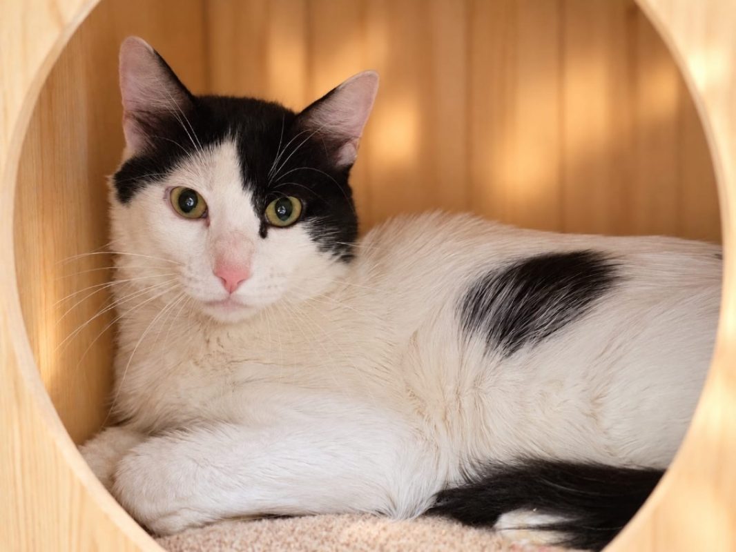 Snoopy - Chat Européen à adopter
