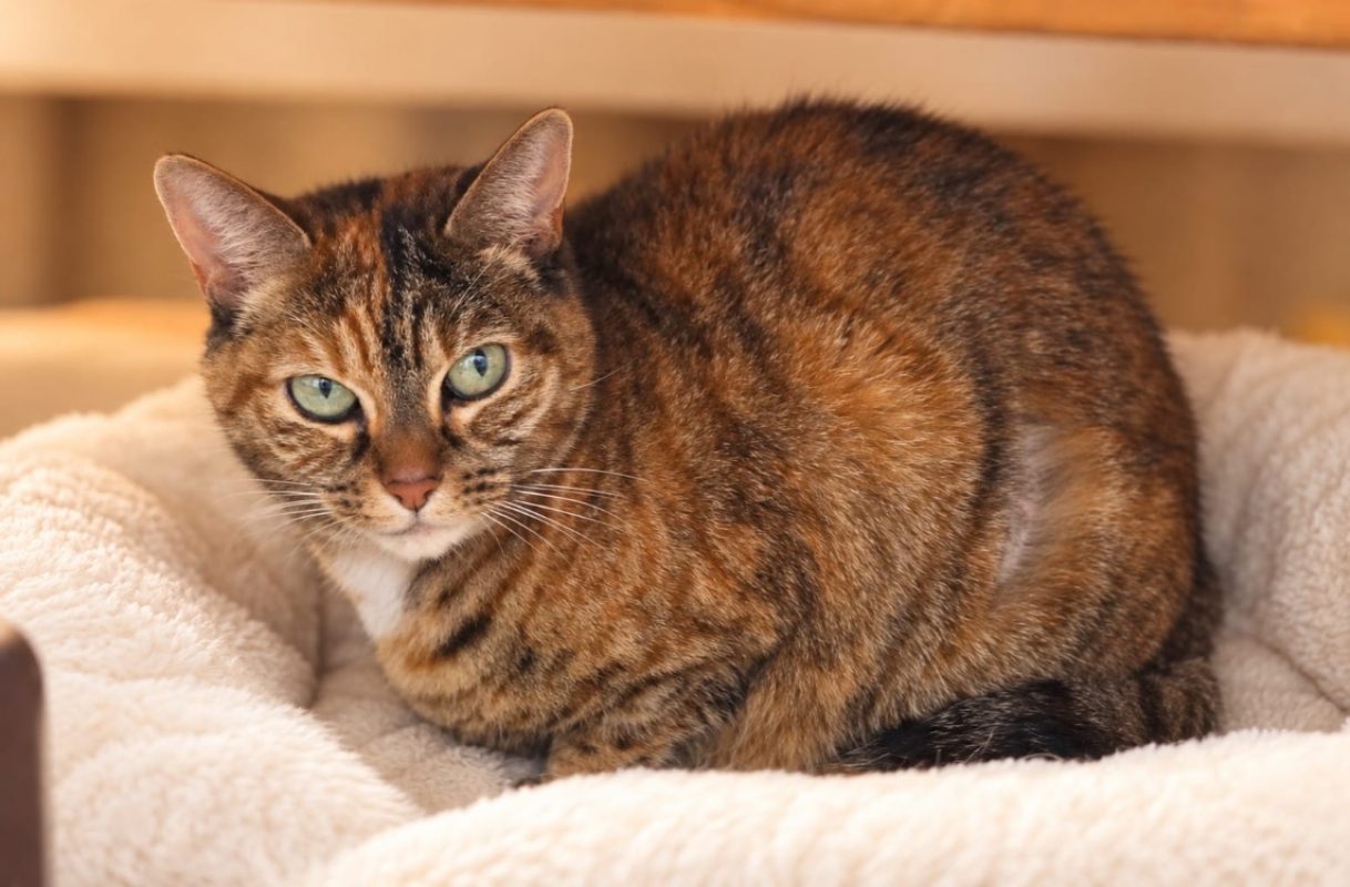 Bijou - Chat Européen à adopter