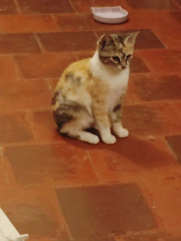 Boréale - Chat Européen à adopter - photo 2