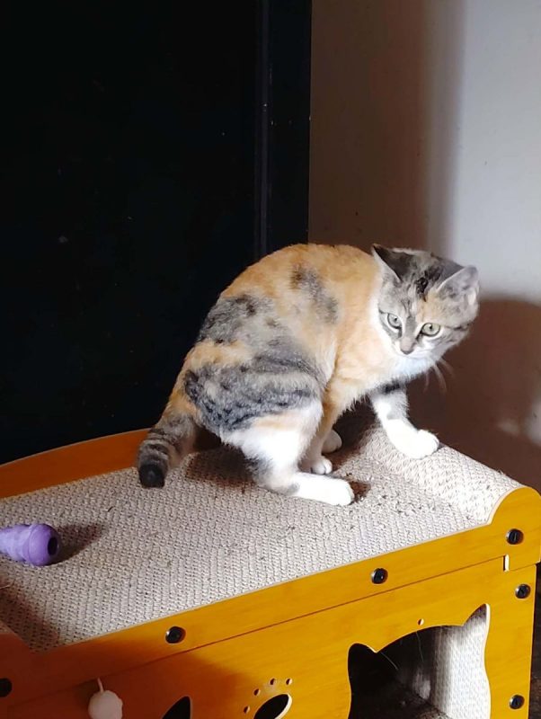 Boréale - Chat Européen à adopter