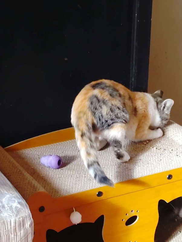 Boréale - Chat Européen à adopter - photo 3
