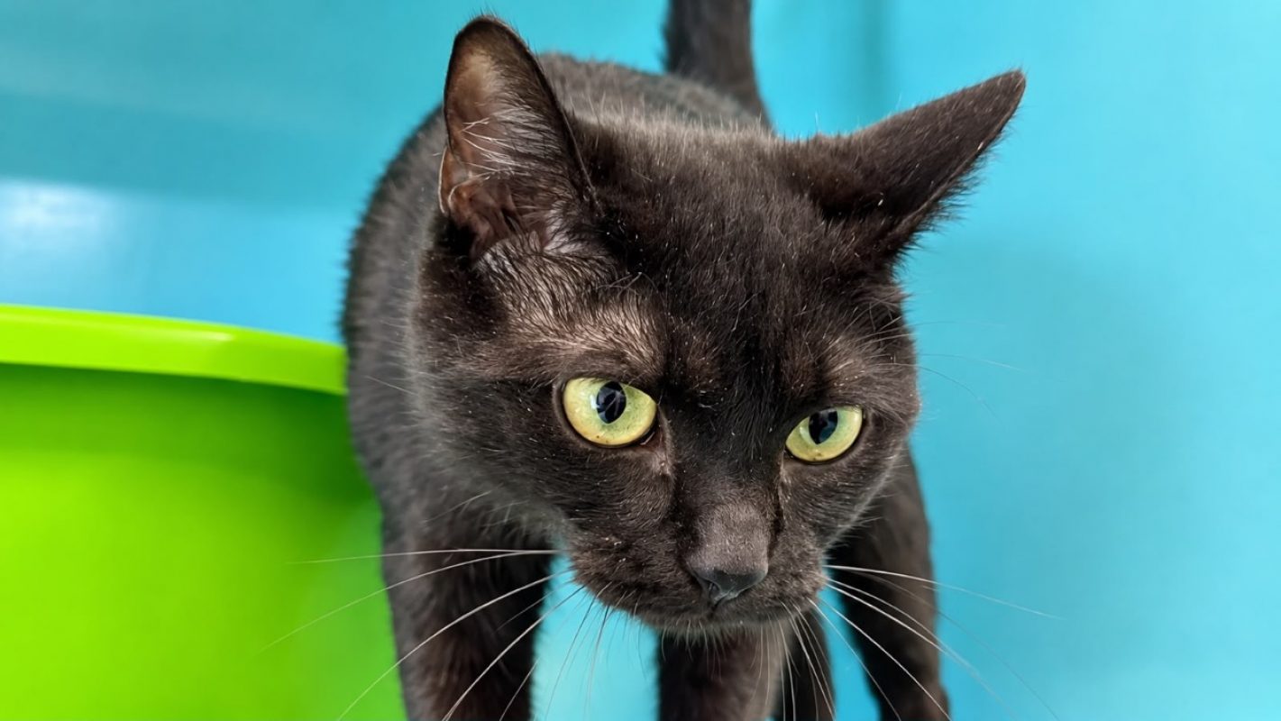 Buffy - Chat Européen à adopter