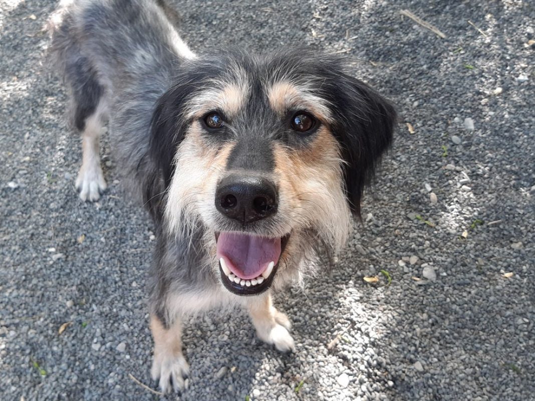 Raya - Chien à adopter