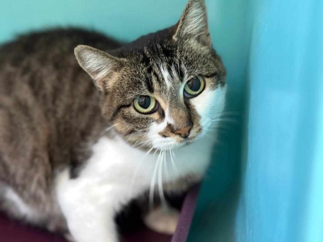 Binette - Chat Européen à adopter
