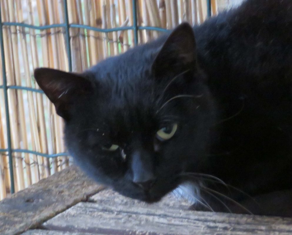 Noirau - Chat Européen à adopter