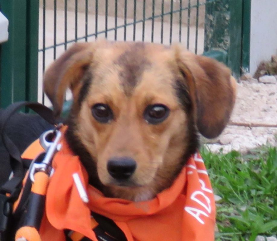 Bubu - Chien Beagle à adopter