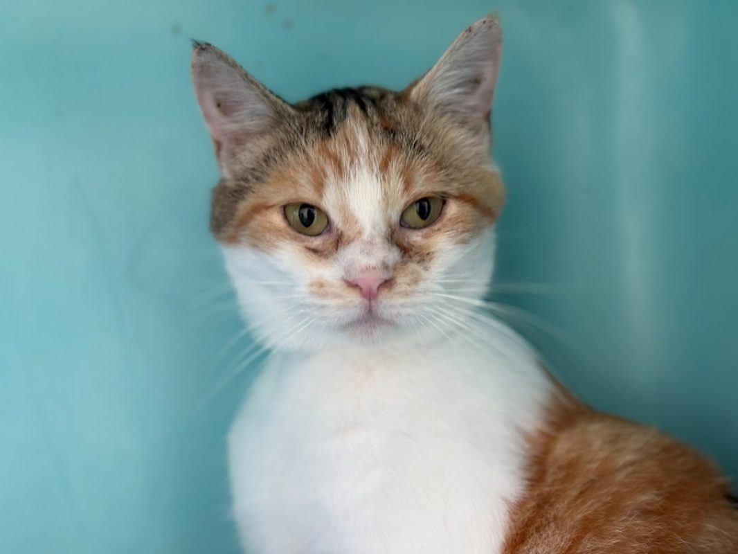 Poulette - Chat Européen à adopter
