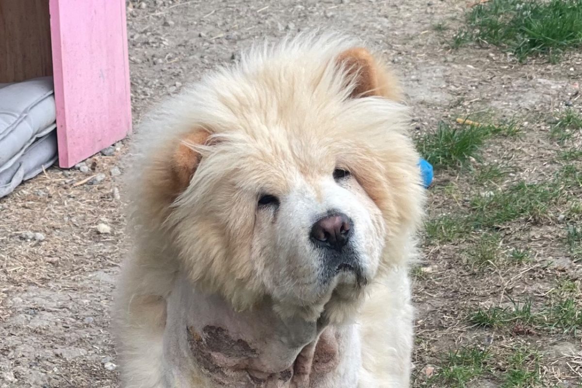 Avoine - Chien Chow Chow à adopter