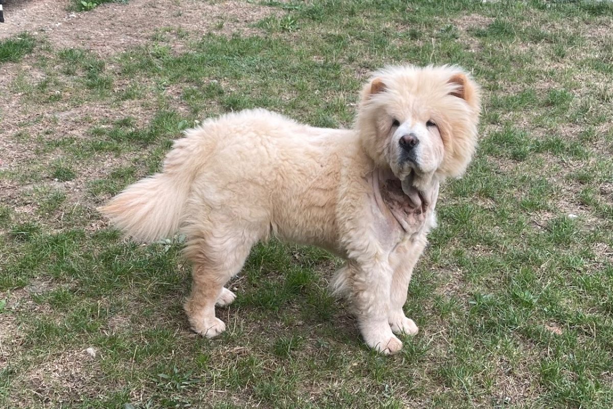Avoine - Chien Chow Chow à adopter - photo 2