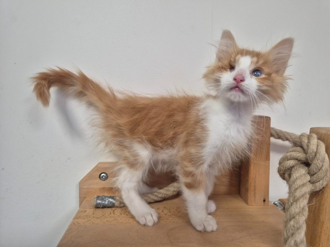 Buster - Chat Européen à adopter