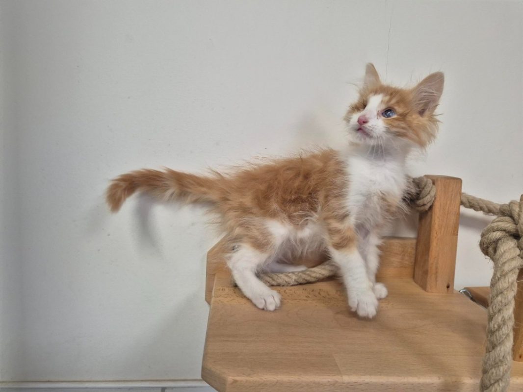 Buster - Chat Européen à adopter - photo 2