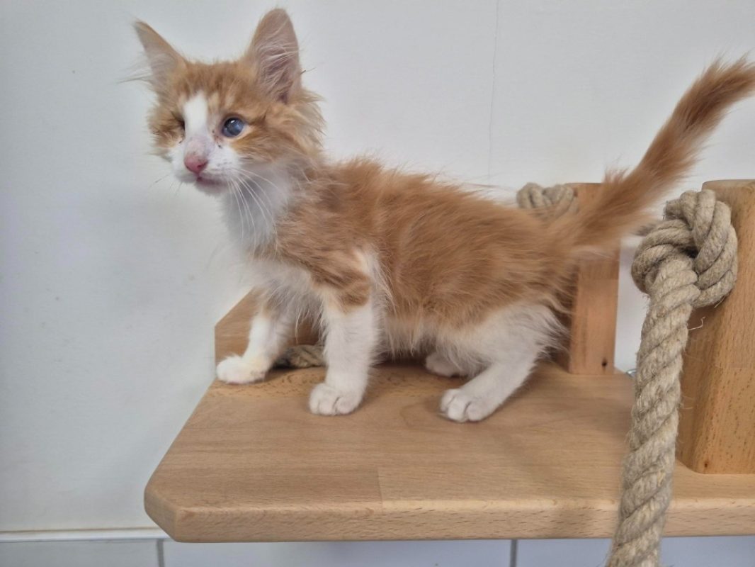 Buster - Chat Européen à adopter - photo 3