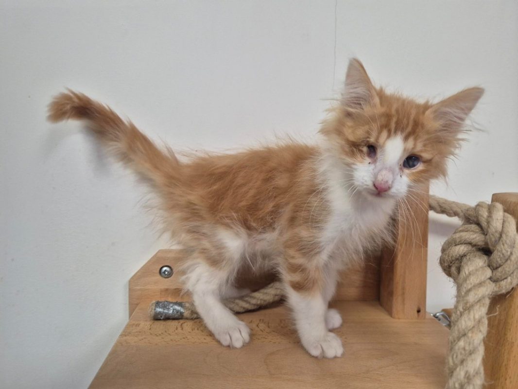 Buster - Chat Européen à adopter - photo 4