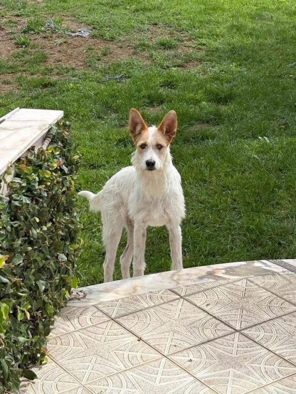 Lotus - Chien Podengo portugais à adopter - photo 3