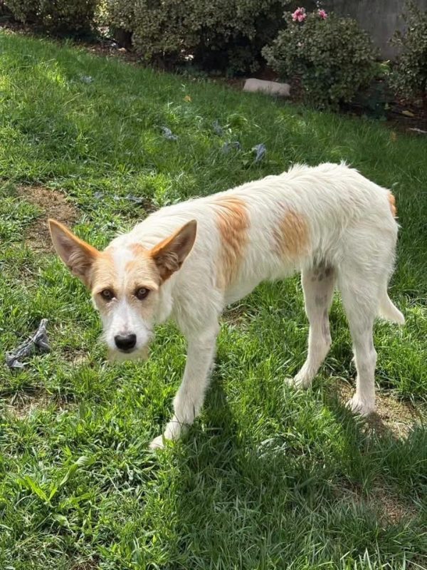 Lotus - Chien Podengo portugais à adopter - photo 4
