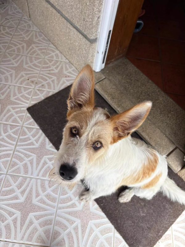 Lotus - Chien Podengo portugais à adopter