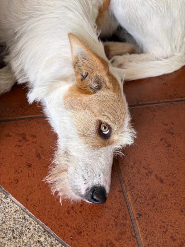Lotus - Chien Podengo portugais à adopter - photo 2
