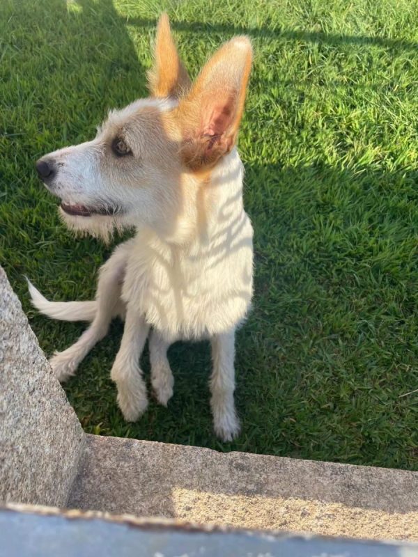 Lotus - Chien Podengo portugais à adopter - photo 5