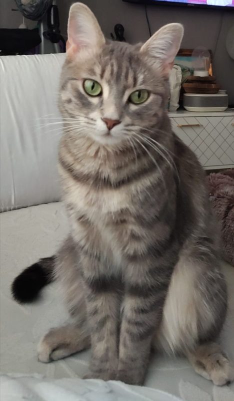 Luna - Chat à adopter - photo 2