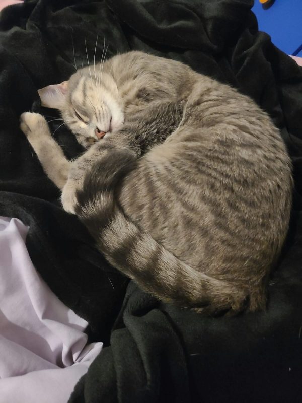 Luna - Chat à adopter - photo 5
