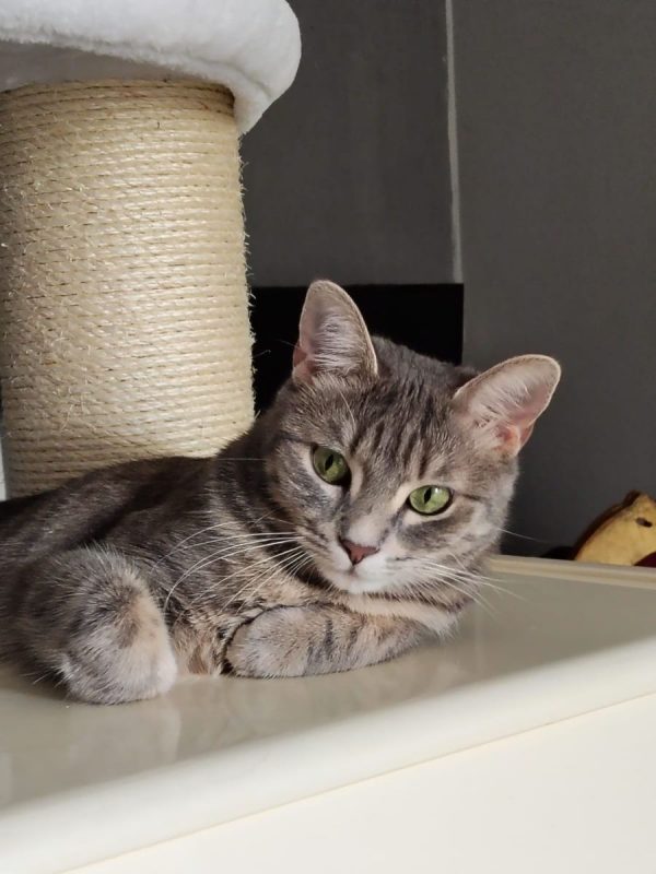 Luna - Chat à adopter - photo 3